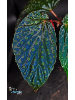 Begonia chlorosticta x metallicolor (gxEB22)