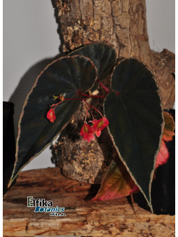 Begonia darthvaderiana x nothobaramensis (gxEB23)