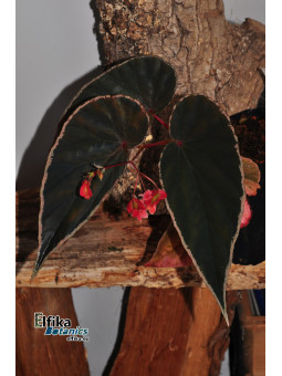 Begonia darthvaderiana x nothobaramensis (gxEB23)