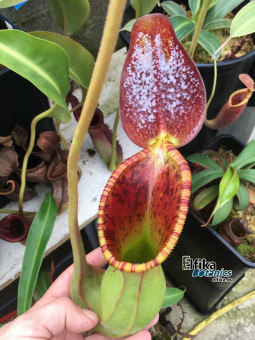 Nepenthes lowii x ephippiata (female)