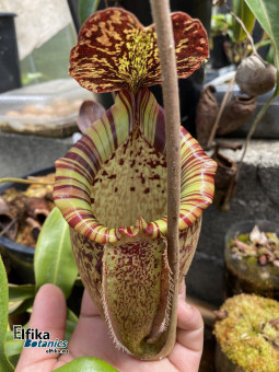 Nepenthes burbidgeae x talangensis (male)