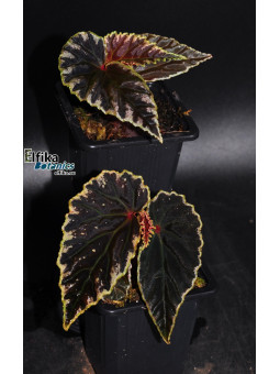 Begonia "Elfika Flame DDD"
