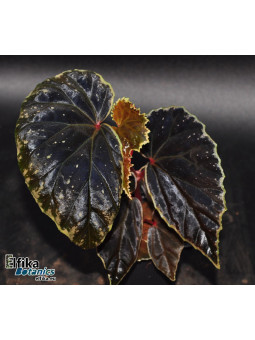 Begonia "Elfika Flame DDD"