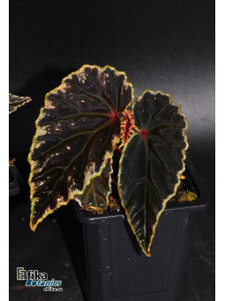 Begonia "Elfika Flame DDD"