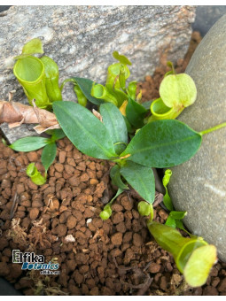 Nepenthes campanulata Mulu (femelle)