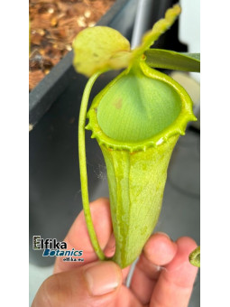 Nepenthes campanulata Mulu (femelle)