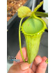 Nepenthes campanulata Mulu (femelle)