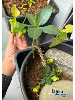 Nepenthes campanulata Mulu (femelle)