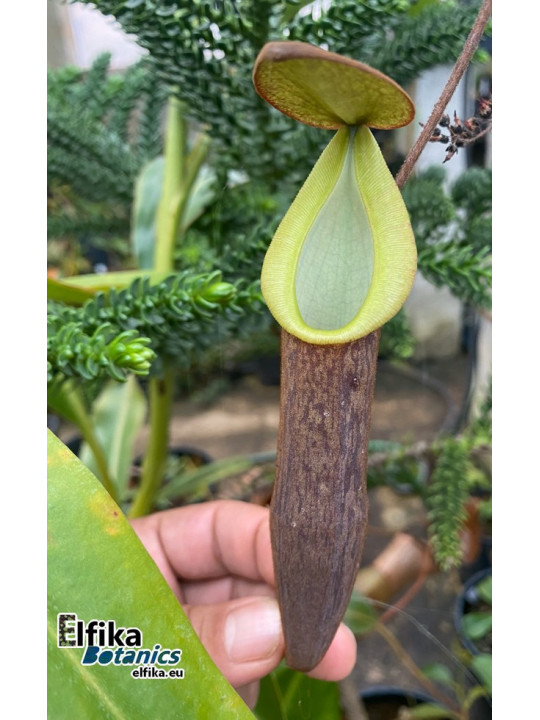 Nepenthes lavicola Telong (fem.)