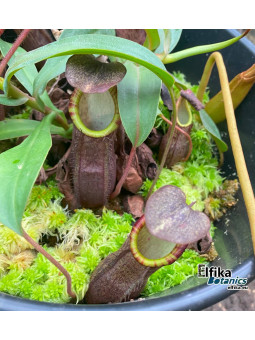 Nepenthes lavicola Telong (fem.)