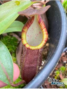 Nepenthes lavicola Telong (fem.)