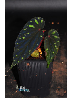 Begonia atricha