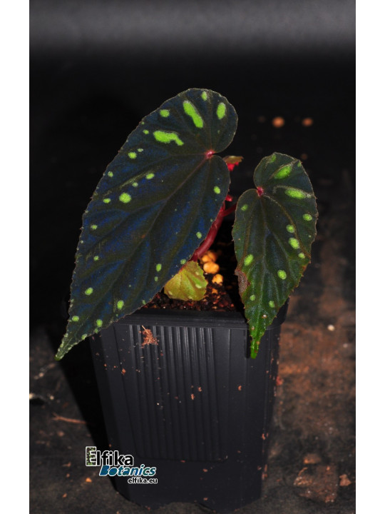 Begonia atricha