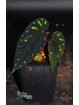 Begonia atricha