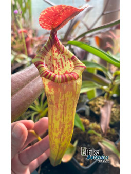 Nepenthes bokorensis x (mira x tenuis) fem.2