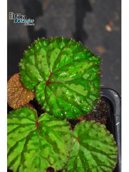 Begonia ocellata Green