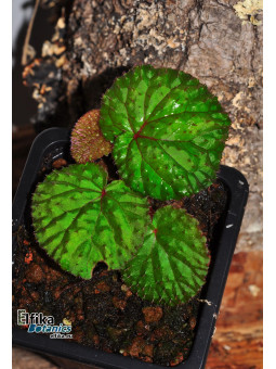 Begonia ocellata Green