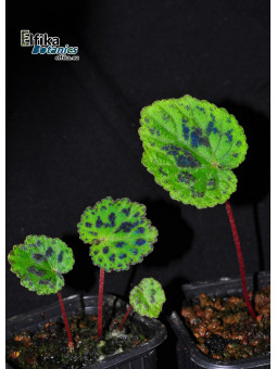 Begonia henryi