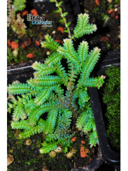 Selaginella uncinata