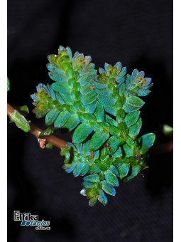 Selaginella uncinata