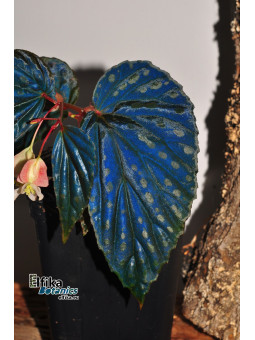 Begonia "EB Blue Chme"