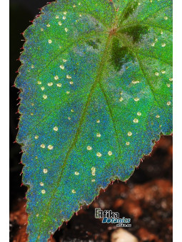 Begonia pavonina x cathayana (gxEB24)