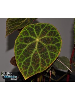 Begonia goegoensis
