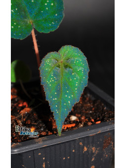 Begonia pavonina x cathayana (gxEB24)