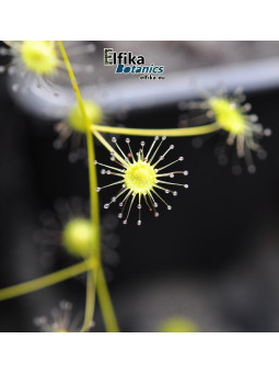 Drosera aff. eremea