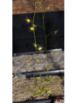Drosera aff. eremea