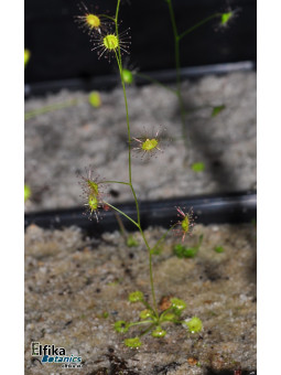 Drosera aff. eremea