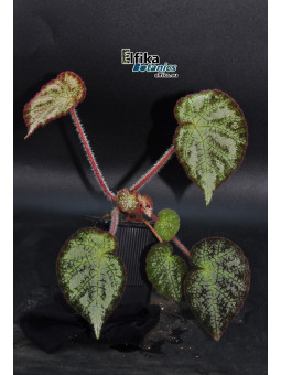 Begonia sinopicturata x locii (gxEB23)