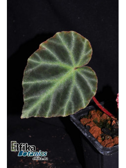 Begonia jubar (EBc2)