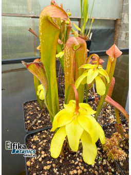 Sarracenia minor var. minor Berkeley Co, SC