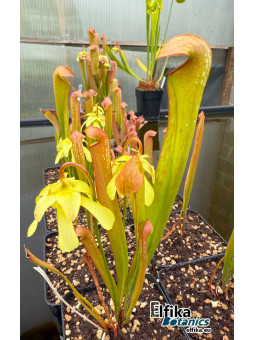 Sarracenia minor var. minor Berkeley Co, SC