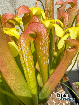 Sarracenia minor var. minor Berkeley Co, SC