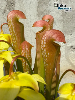 Sarracenia minor var. minor Berkeley Co, SC