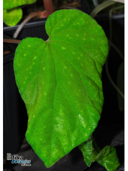Begonia tenuifolia (Java, Green)