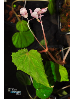 Begonia tenuifolia (Java, Green)