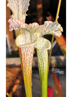 Sarracenia leucophylla Gas Station, Perdido, Alabama