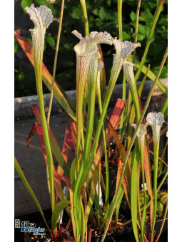Sarracenia leucophylla Gas Station, Perdido, Alabama