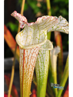 Sarracenia leucophylla Gas Station, Perdido, Alabama