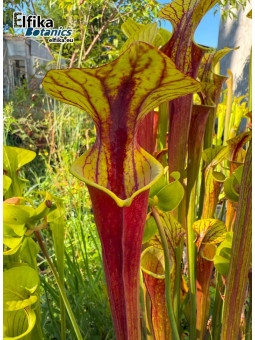 Sarracenia flava var. rubricorpora (JJL)