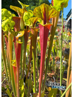 Sarracenia flava var. rubricorpora (JJL)