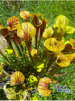 Sarracenia flava var. rubricorpora (JJL)