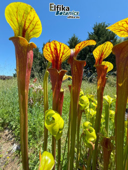 Sarracenia flava var. rubricorpora (JJL)