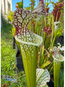 Sarracenia leucophylla Red Stripe Throat (SL61, C. Azais)