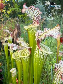 Sarracenia leucophylla Red Stripe Throat (SL61, C. Azais)