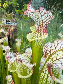 Sarracenia leucophylla Red Stripe Throat (SL61, C. Azais)