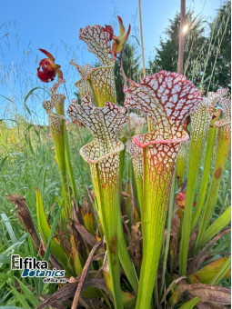 Sarracenia leucophylla (JJL)